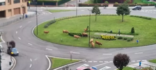 Vacas despistadas de paseo por Oviedo