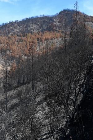 15-10-19 SUPLEMENTOS. ZONA CUMBRERA. ZONA CUMBRERA. Reportaje zonas quemadas tras dos meses. Reportaje triple entrega sobre el paisaje quemado, al cumplirse dos meses. La primera parte será Los tesosos de la Cumbre, en plan más positivo, con los brotes verdes, lugares que visitar. Un segundo con los héroes sin capa, sus protagonistas y una tercera con Lo que el fuego se llevó o Lo perdido, la parte más triste.  Fotos: Juan Castro.  | 15/10/2019 | Fotógrafo: Juan Carlos Castro