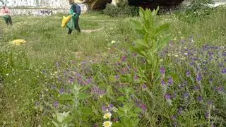 Nuevas plantaciones en el paseo fluvial del Guadalmedina