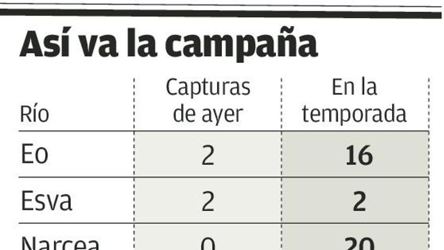 Salen los dos primeros salmones de la temporada en el Esva