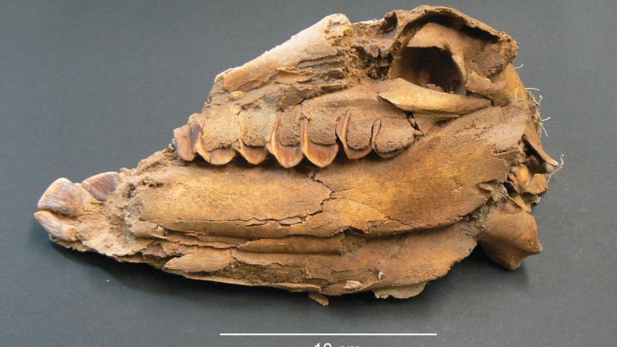 Detall d&#039;un crani d’un dels fetus de cavall analitzat a l’estudi, procedent de la fortalesa de Vilars d&#039;Arbeca