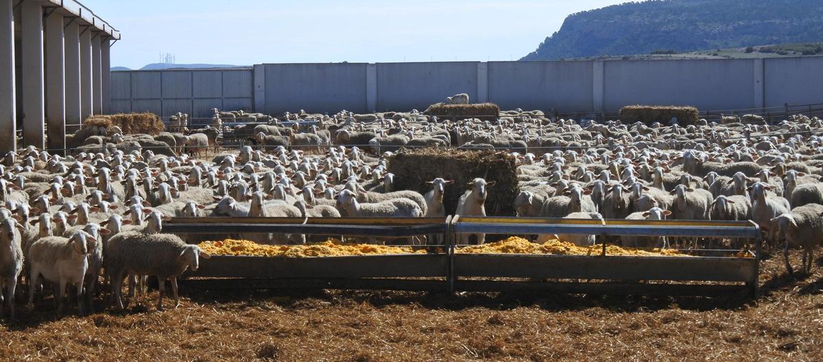 Los agricultores y ganaderos de Toledo alertan del acuerdo entre la UE y Mercosur: "Van a llegar productos sin los mismos controles sanitarios"