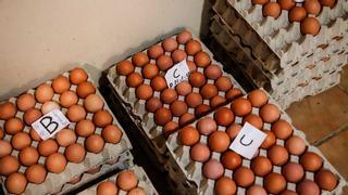 La UE avisa de un macrobrote de salmonela con origen en huevos de España