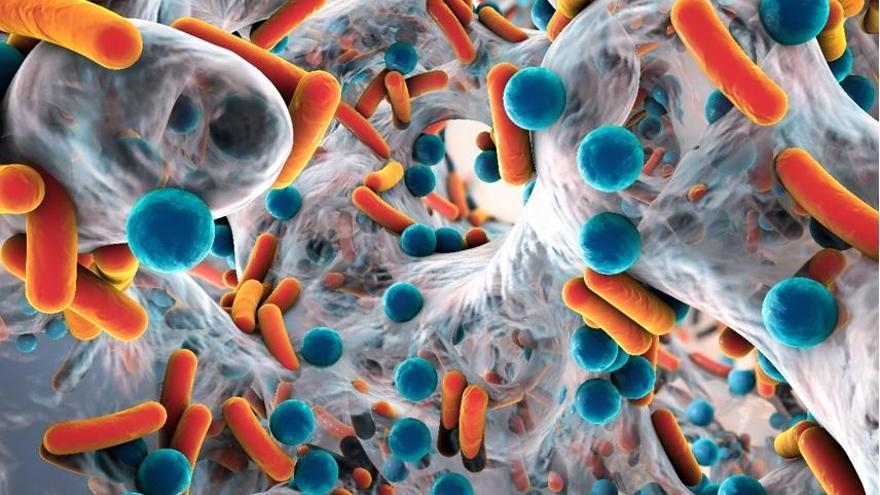 La IV Xornada de Enfermedades Intestinais se centrará en la microbiota