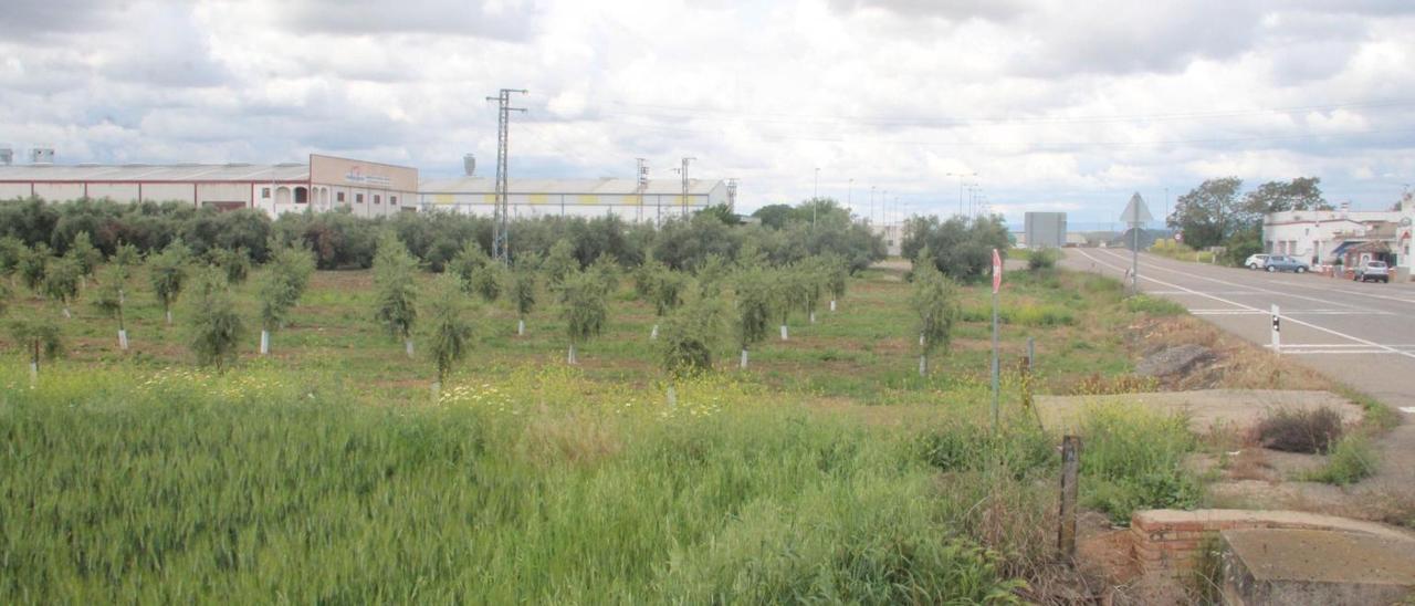 Terreno junto al polígono Dehesa de Cebrián, donde se ubicará el futuro centro logístico de Solavance.