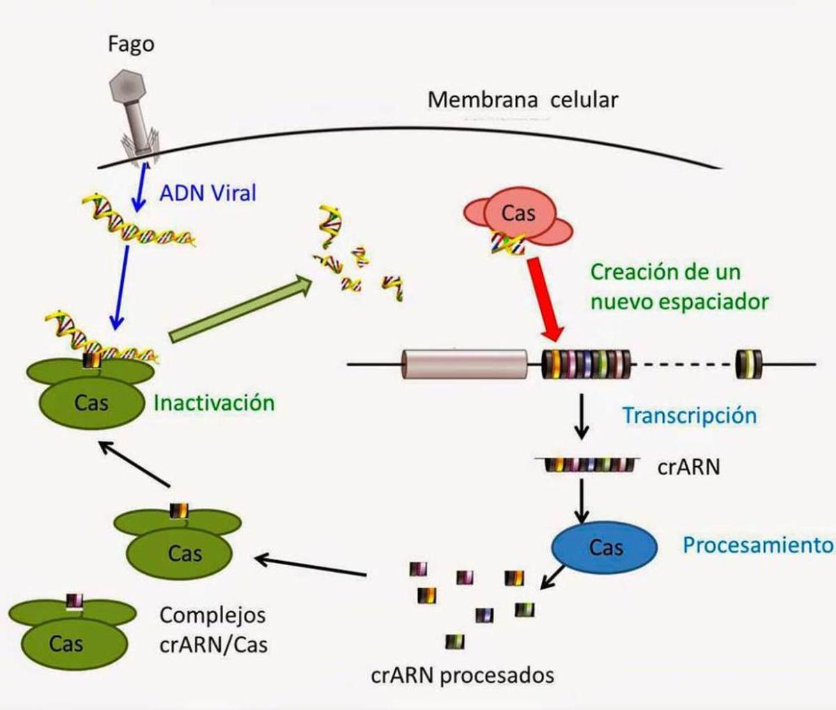Las grandes revolucionarias de la ingeniería genética