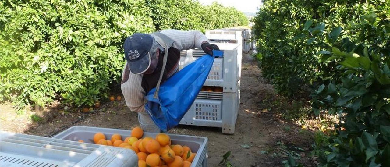 Trabajos de recolección de la naranja en la vega del Guadalquivir.
