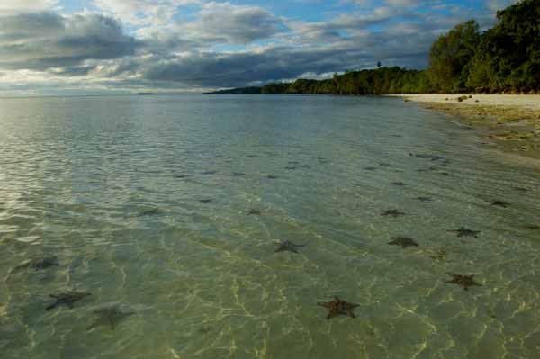 Las cristalinas aguas permiten ver un firmamento de estrellas de mar.