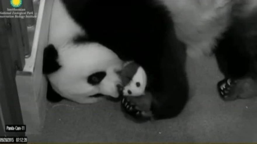 Bei Bei, el panda gigante, nueva estrella del Zoo de Washington