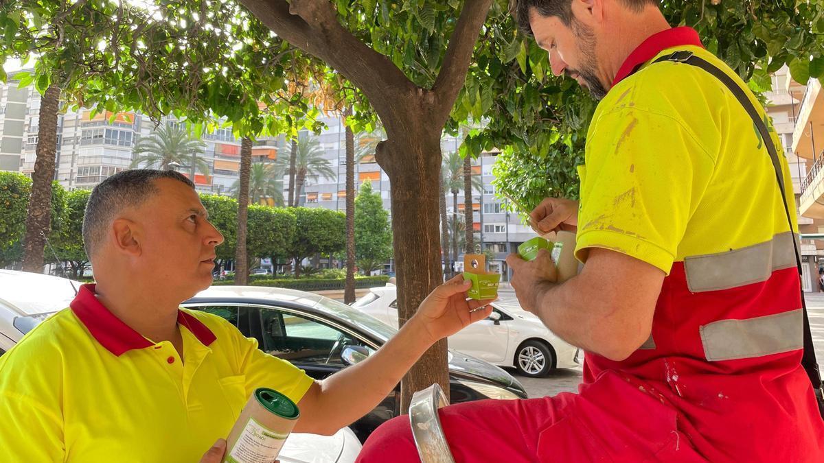 Operarios de la empresa concesionaria instalan cajas con el depredador del "cotonet" en cítricos de la plaza de Reino.