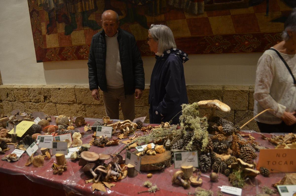 La Exposición Micológica de Benavente, en imágenes