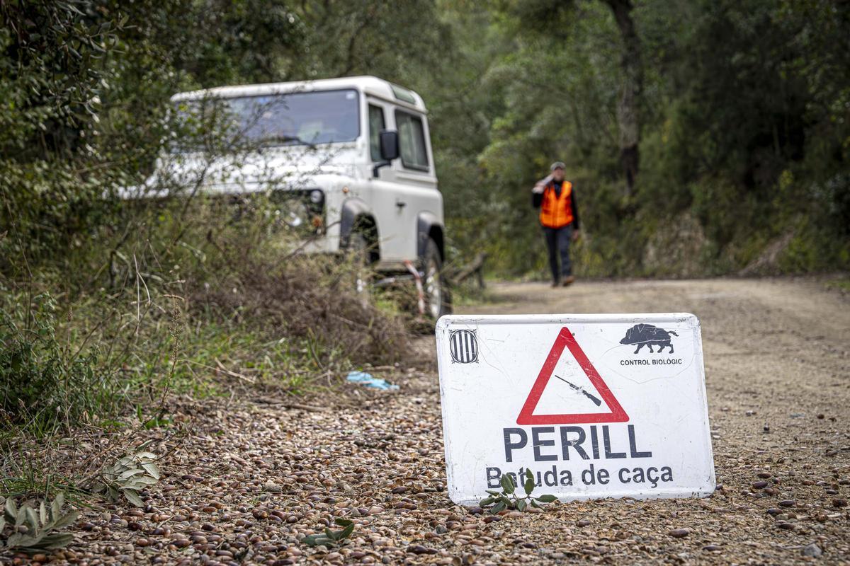 Así funciona una batida de caza en Girona: seguridad, convivencia y control del jabalí