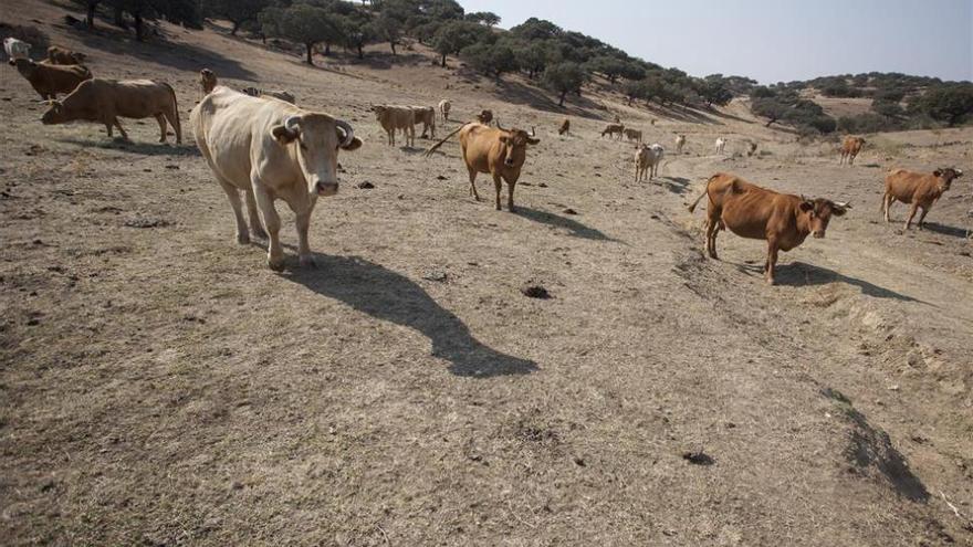 La Junta se reúne con los bancos para crear préstamos para el sector agroganadero