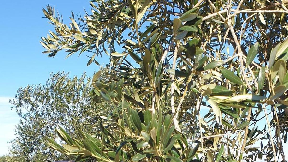 Mossos visitando olivares.