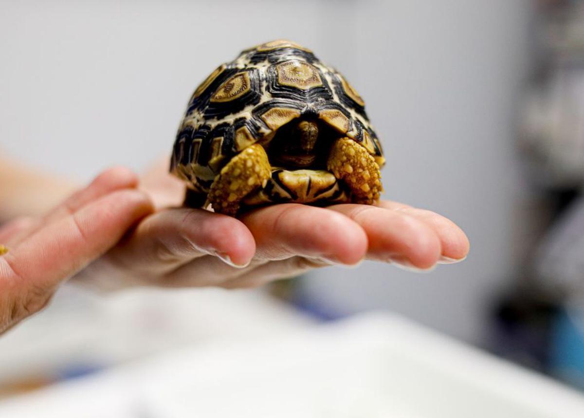 Una tortuga en manos de un veterinario. | TONI ESCOBAR