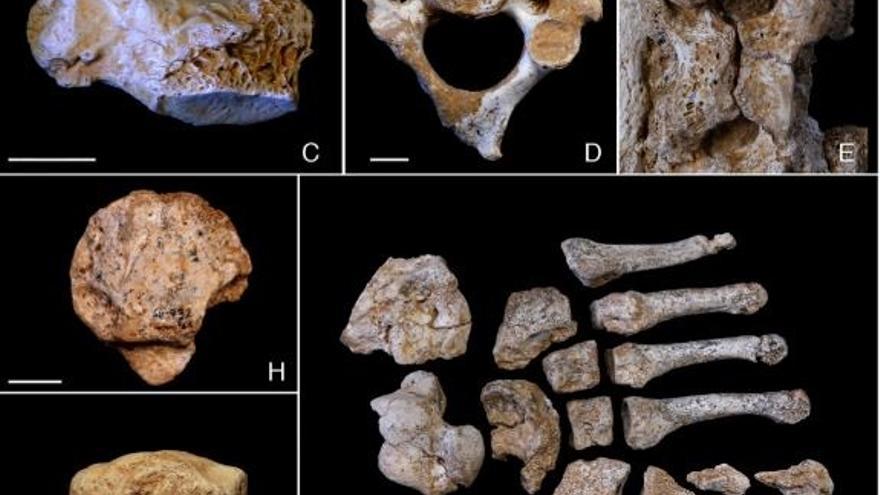 Archivo - Un análisis de los restos fósiles de los 13 neandertales recuperados en la cueva de El Sidrón, todo ellos miembros de una misma familia.