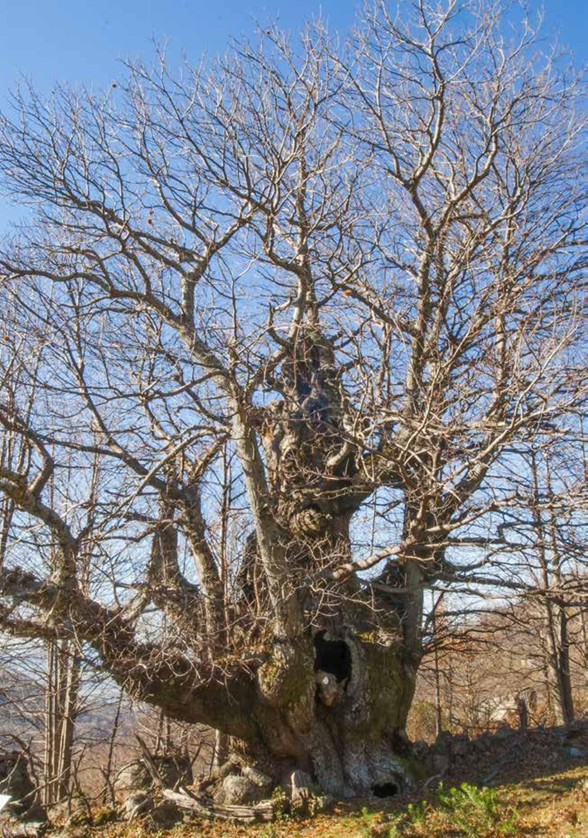 El Castaño de la Escarpia se encuentra en el paraje de Los Berruecos dentro del término municipal de Casas del Monte.