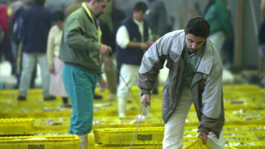 Varios trabajadores manipulan las cajas de pescado en la lonja de A Coruña. / carlos pardellas