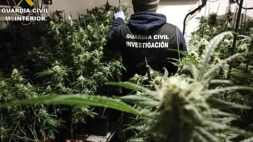 Desmantelan una plantación de marihuana en Rafelguaraf