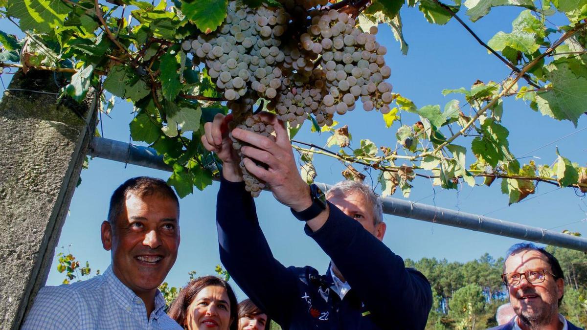 El presidente de la Xunta se animó a cortar los excelentes racimos de albariño.