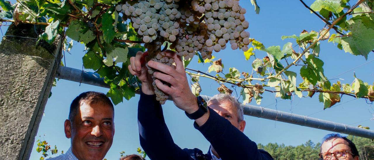 El presidente de la Xunta se animó a cortar los excelentes racimos de albariño.