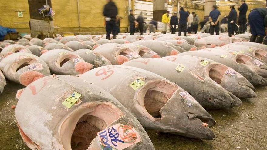 Subasta de atún en un puerto chino. // Michel Gunther / WWF