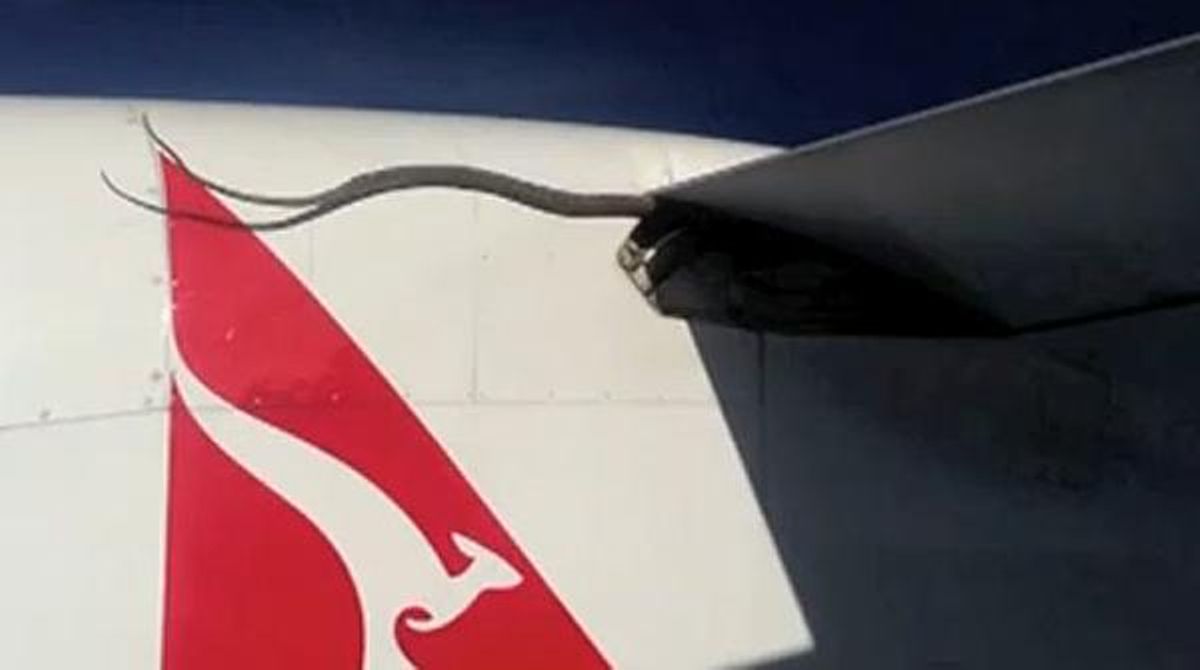 La serp no ha sobreviscut al vol de Qantas