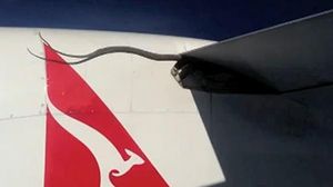La serp no ha sobreviscut al vol de Qantas