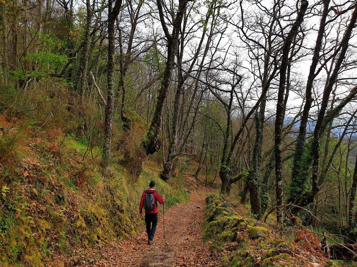 Ribeira Sacra (Parada de Sil, Ourense). Ruta circular por el Cañón del río Sil, entre bosques (montes) de árboles centenarios, especialmente castaños
