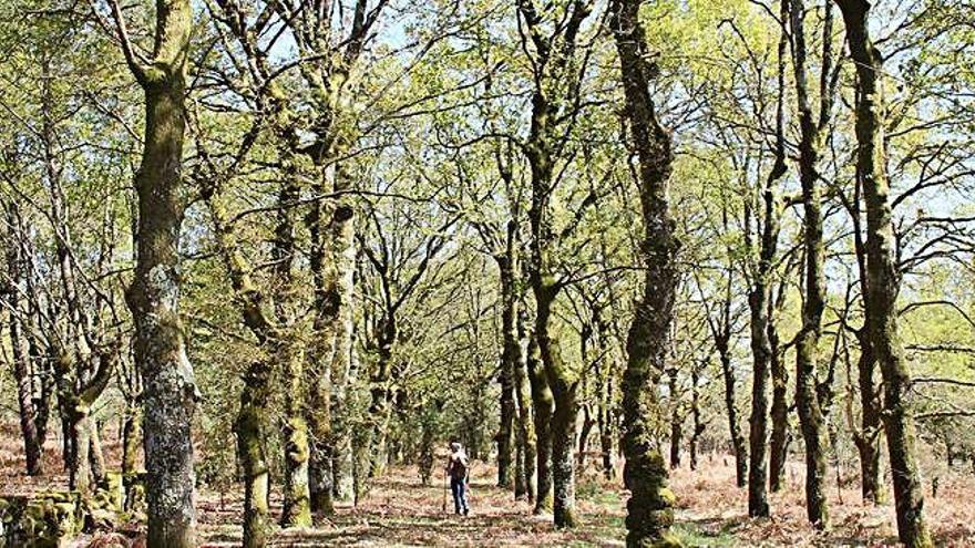 Un bosque de frondosas.