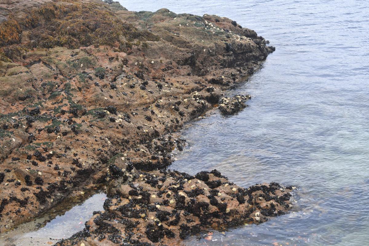 Ostras Rizadas en el castillo de San Anton, especie invasora