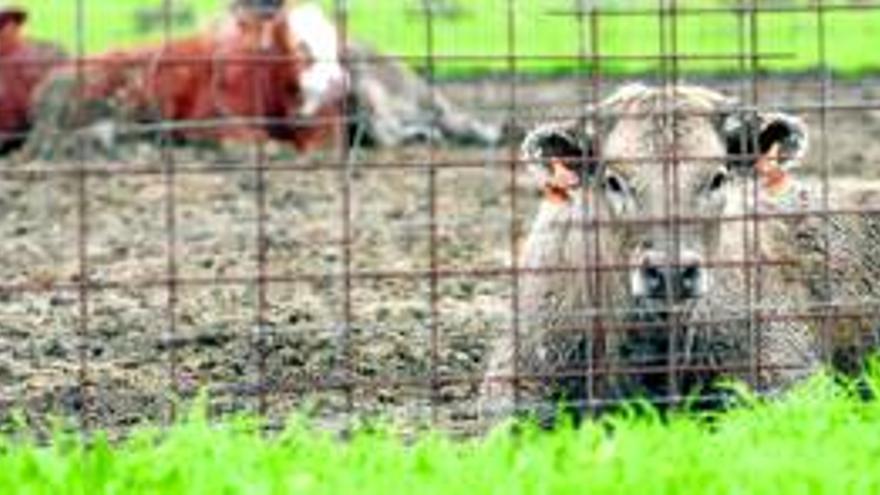 Detectado un brote de lengua azul en una finca de Malpartida de Plasencia