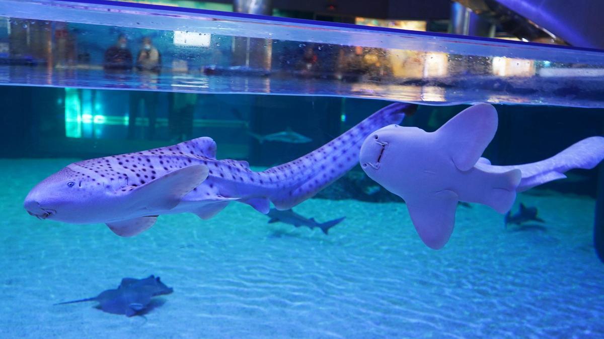 Los dos tiburones cebra que se han incorporado recientemente al Oceanogràfic de València.