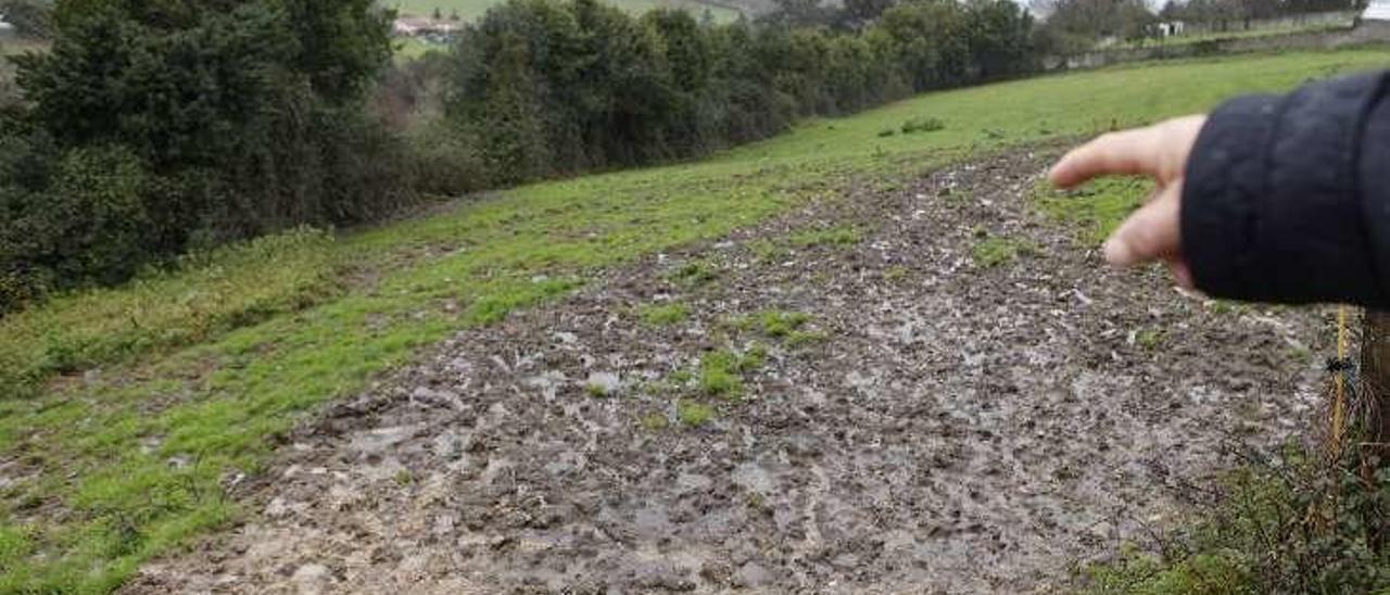 Un vecino de Santurio señala un prao dañado por el jabalí junto a una zona de matorral donde estos animales se refugian.