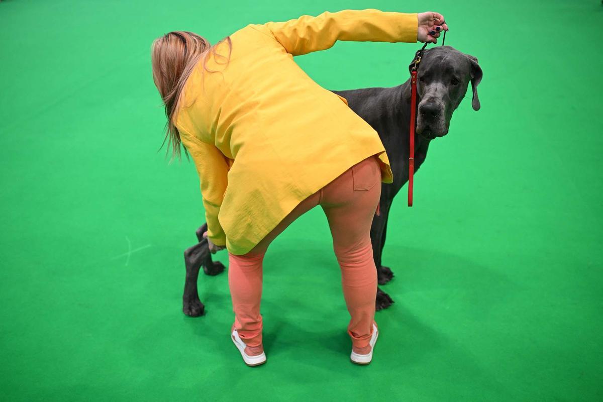 Exposición canina en el Centro Nacional de Exposiciones de Birmingham