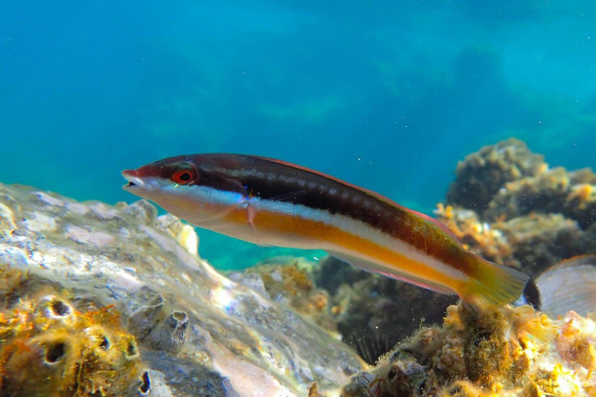 Fadrins en primer pla.