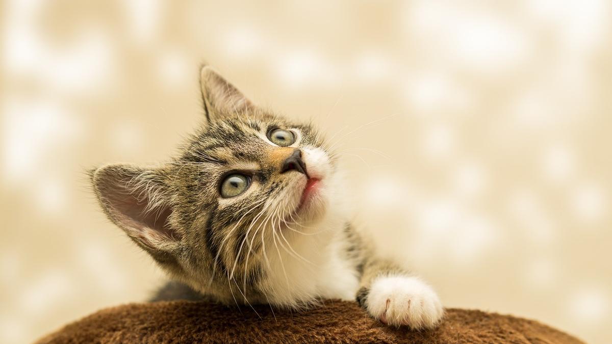 Así puedes calcular la edad de un gato
