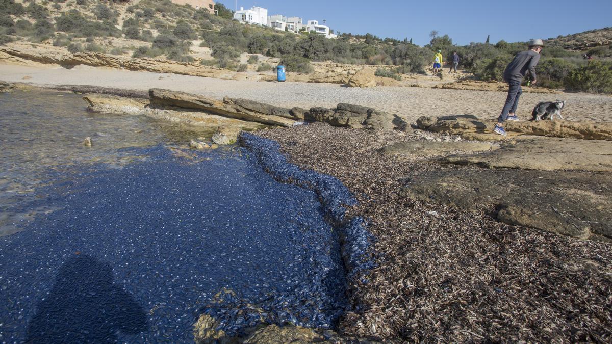 "Lágrimas del mar": así son las medusas velero que han llegado a Alicante