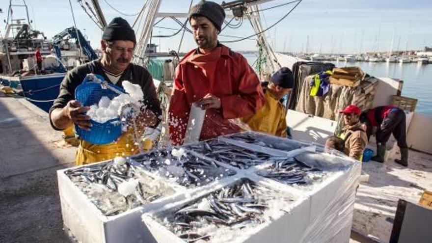 Pescadores descargando boquerones y sardinas en la Lonja de Alicante.