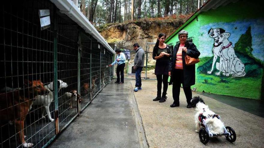 Olga Costa con algunos de los perros del refugio de Cambados. // Iñaki Abella