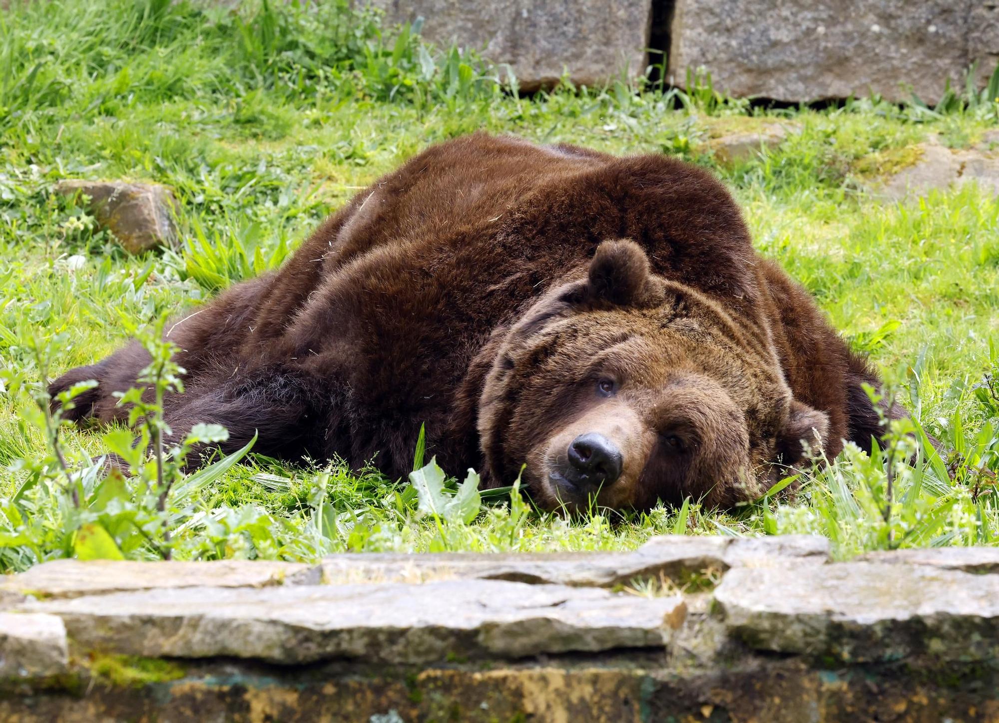 El oso Carmo posa para Faro de Vigo mientras espera un hogar