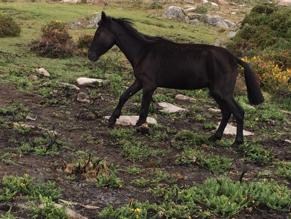 Varios particulares y asociaciones de protección a la naturaleza alertaron de la existencia de un caballo atado con graves heridas en la pata.