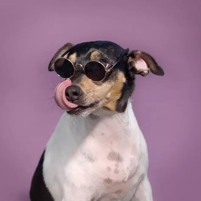 Jocicos de perrro dignos de portada