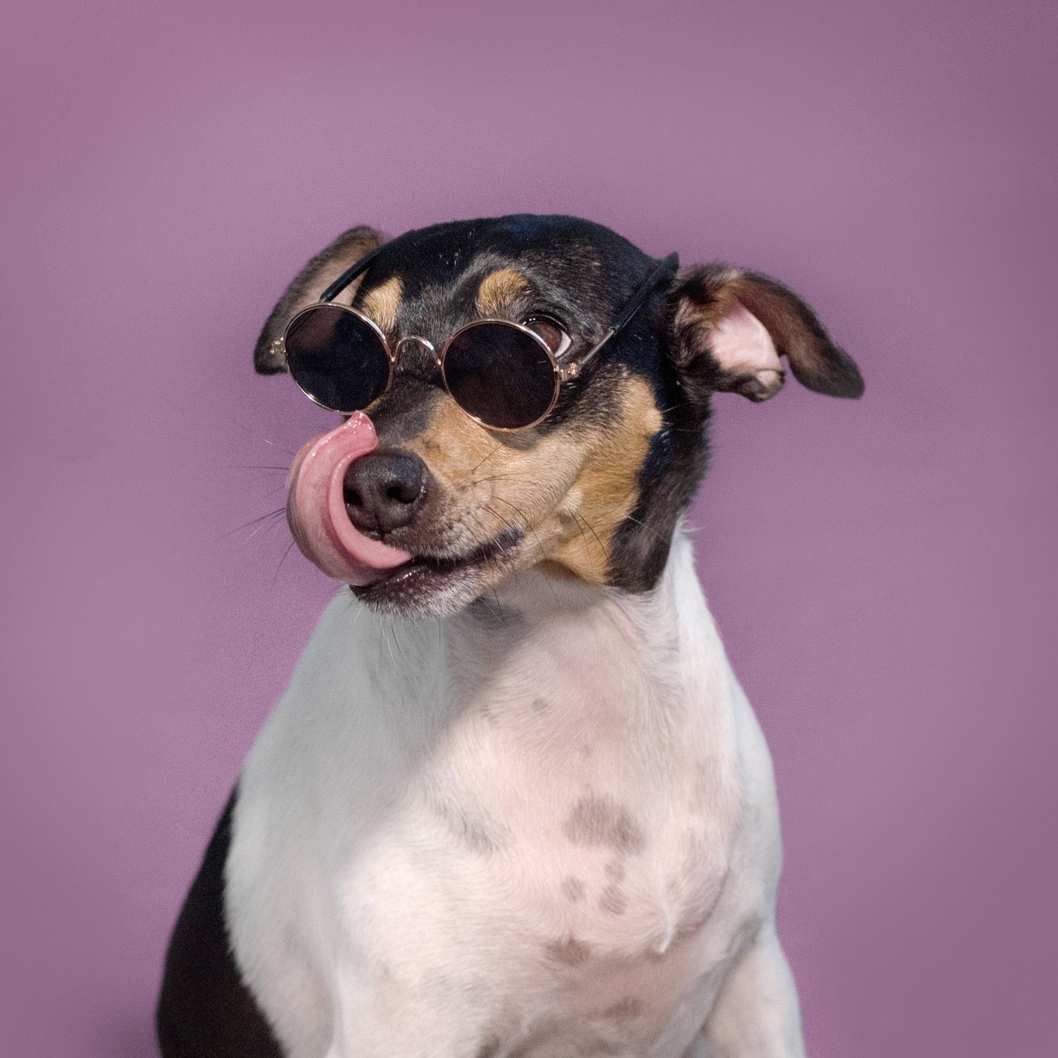 Jocicos de perrro dignos de portada