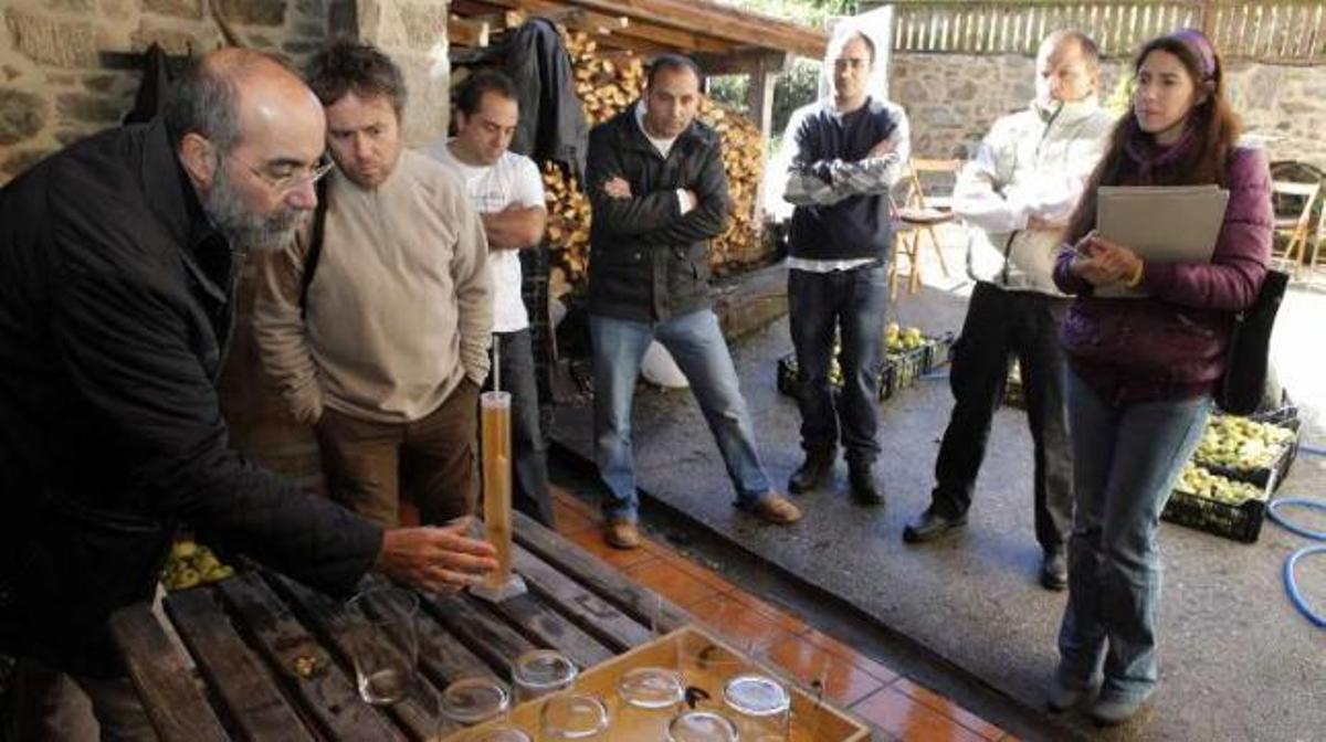 Maceira e Sidra estruja y prensa 1.000 kilos de Rabiosa de Callobre en Ribela