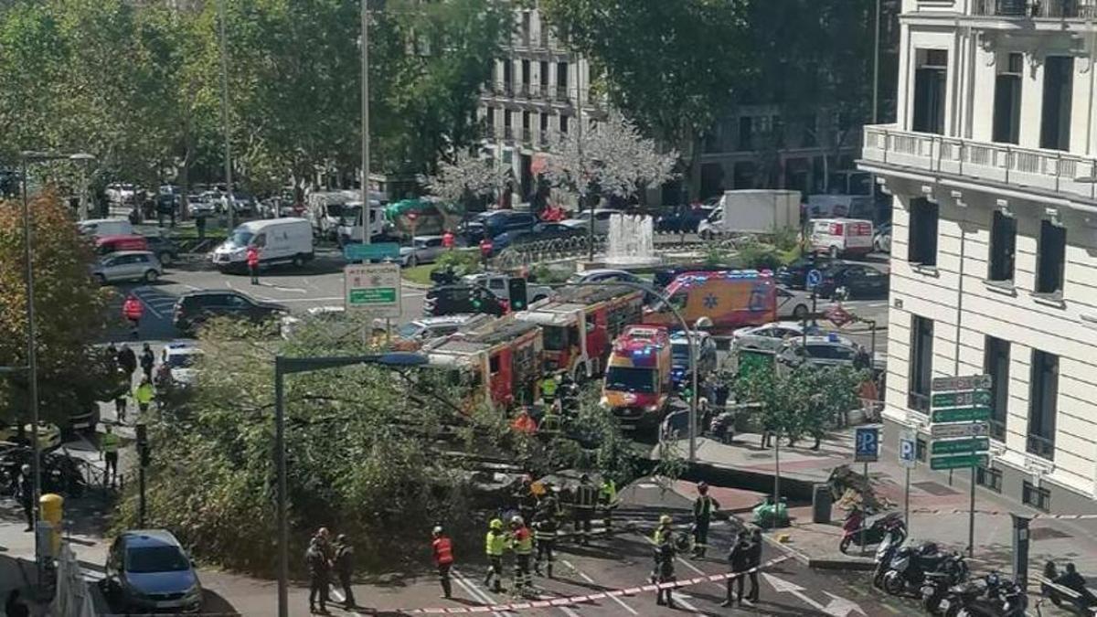 Imagen del árbol caído que mató a una joven en Madrid, tomada desde un edificio cercano.