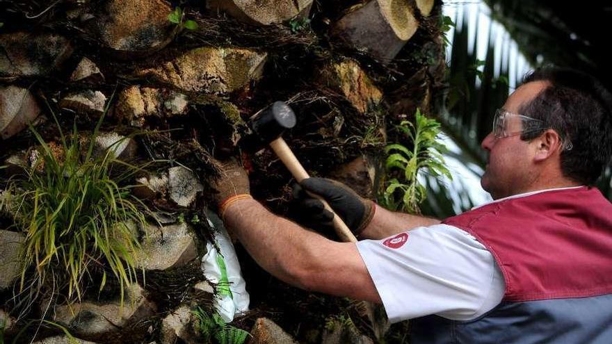 Un operario municipal de Parques y Jardines aplicando un tratamiento a una palmera. // Iñaki Abella