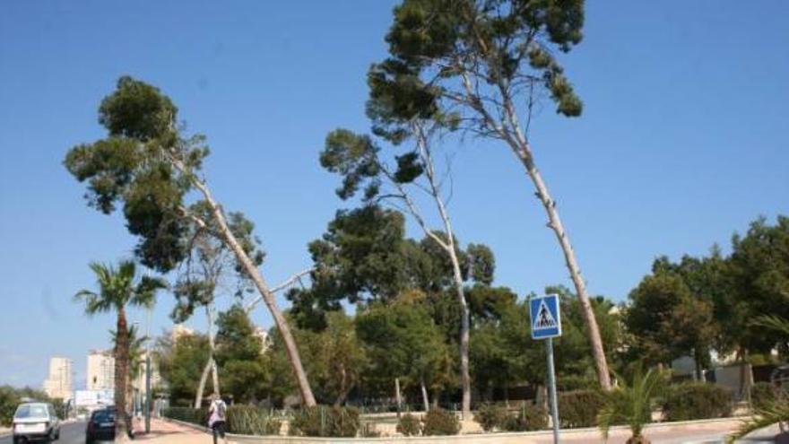 Los árboles inclinados en una zona pública frente al centro educativo Liceo Francés.
