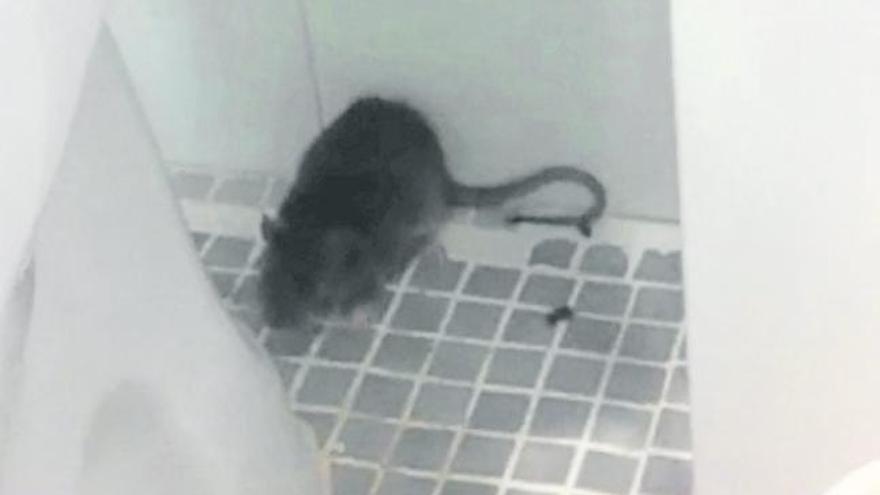 Una rata en un lavabo de la comissaria de l&#039;Escala