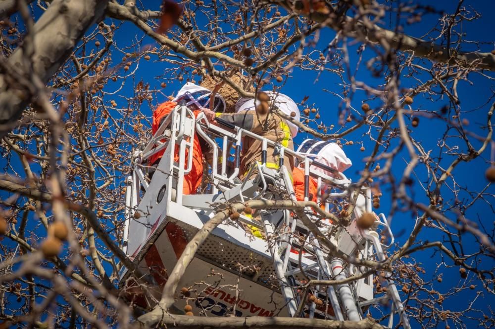 La retirada del nius''ha fet amb moltes precaucions